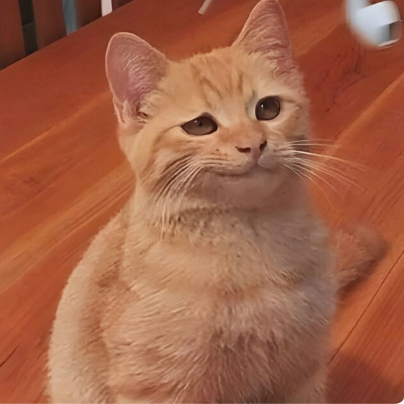 Cười nghiêng ngả với hài bựa ảnh chế meme hài bựa