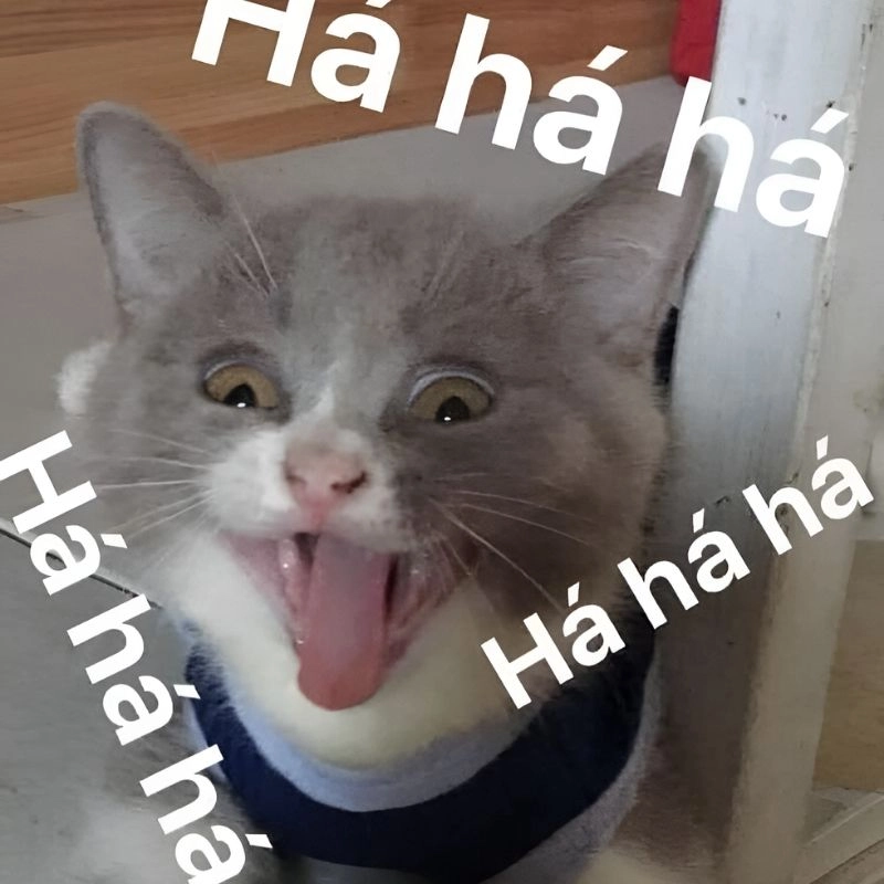 Khám phá các meme hài hước cực hot hiện nay