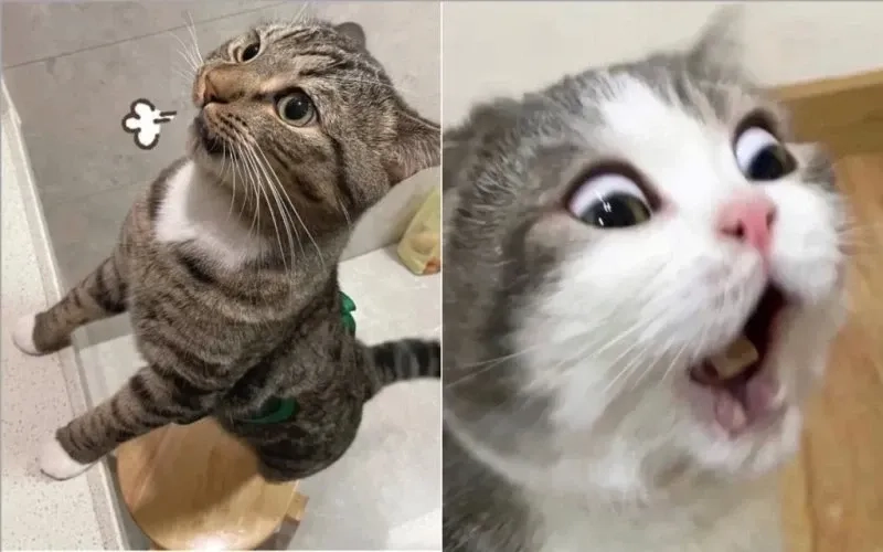 Cười không nhặt được mồm với meme mèo cười nhe răng