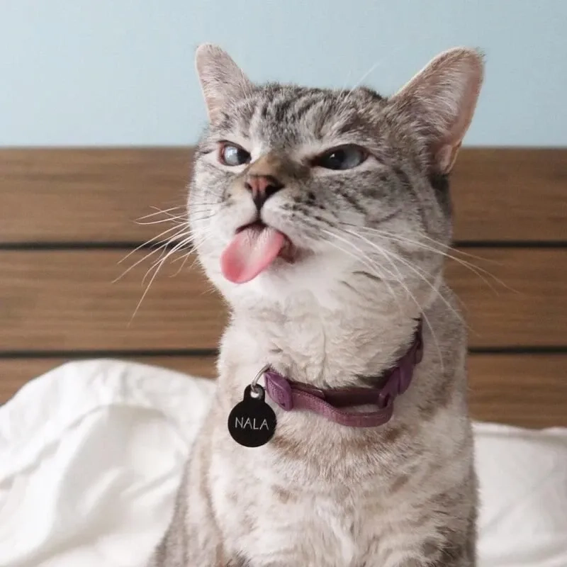 Tận hưởng mèo cười meme khiến ai cũng bật cười