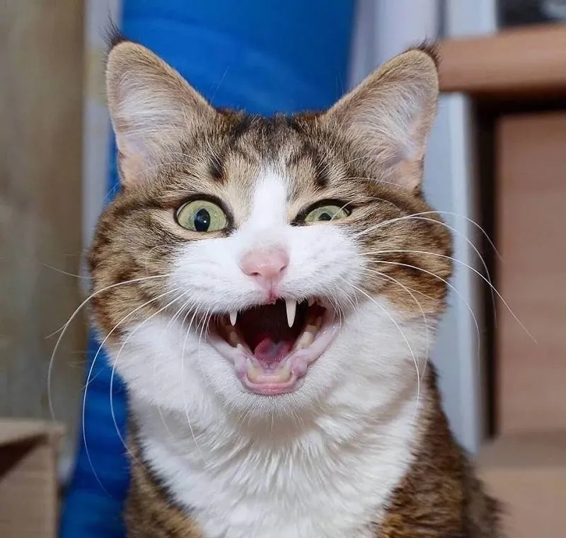 Thích thú với meme mèo cười đểu siêu lầy lội