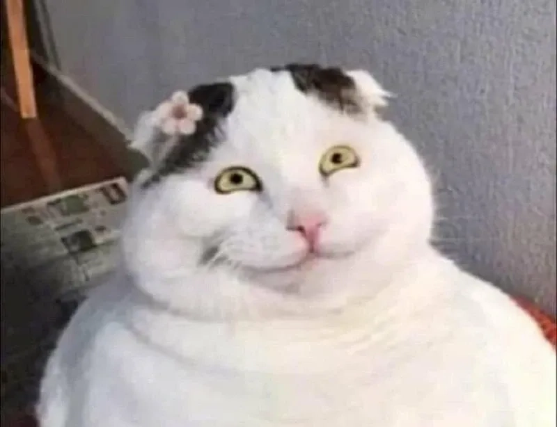 Xem ngay meme mèo cười haha để xua tan mệt mỏi