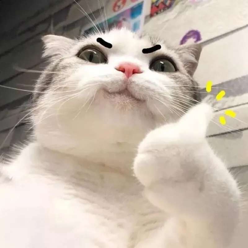 Cười tít mắt với meme con mèo cười siêu đáng yêu