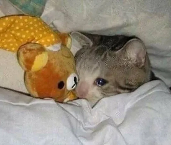 Dễ thương nhưng đáng thương với meme mèo khóc cute