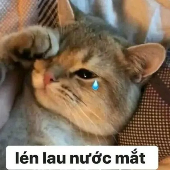 Nhìn mà xót xa với meme con mèo khóc