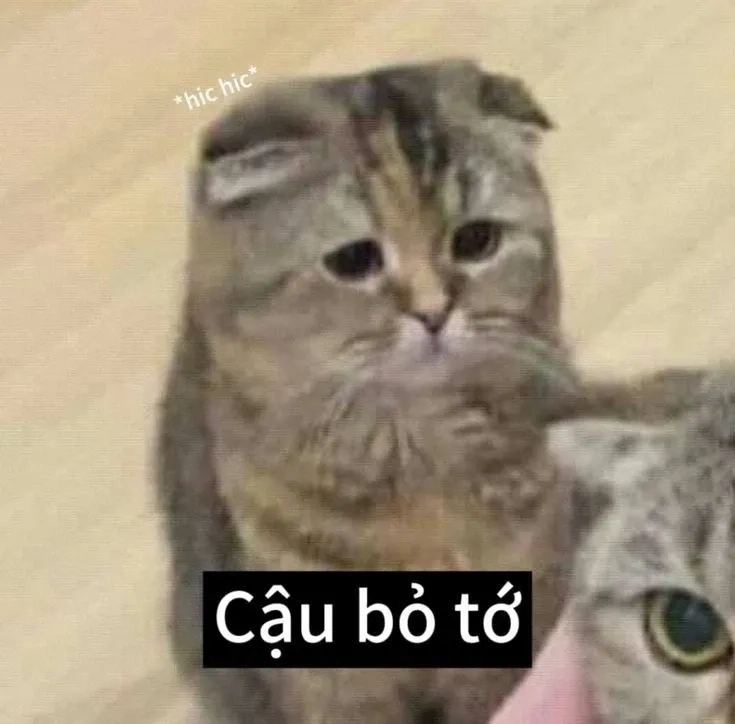 Hài hước nhưng đầy cảm xúc với meme mèo khóc thét