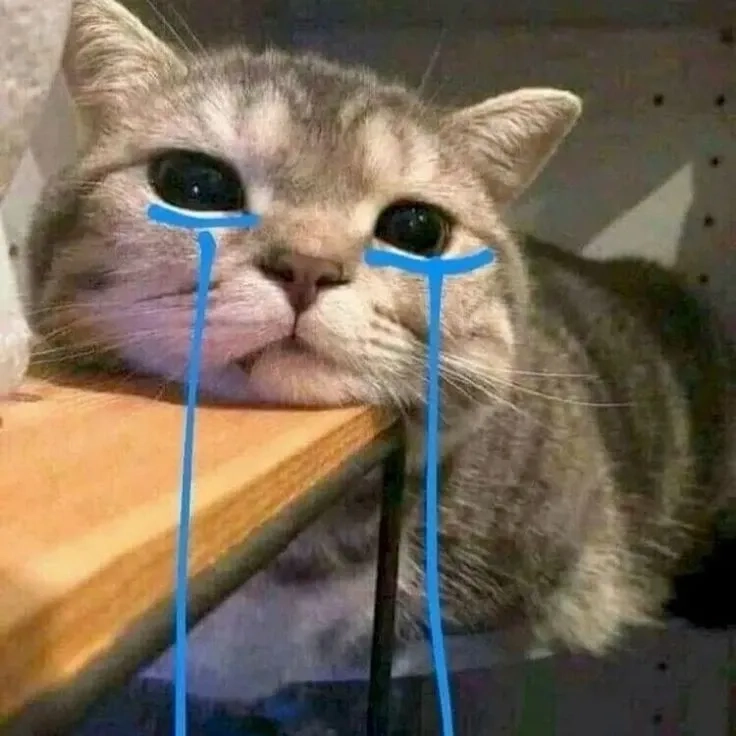 Thể hiện tâm trạng với meme mèo khóc like đầy ấn tượng