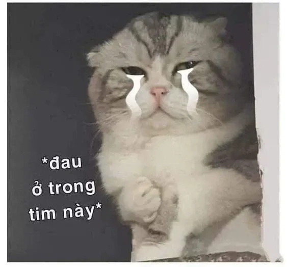 Bộ sưu tập ảnh meme mèo khóc siêu hài và đáng yêu
