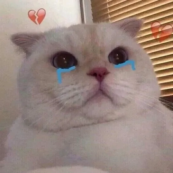 Nhìn là thấy thương với ảnh mèo khóc meme đầy cảm xúc