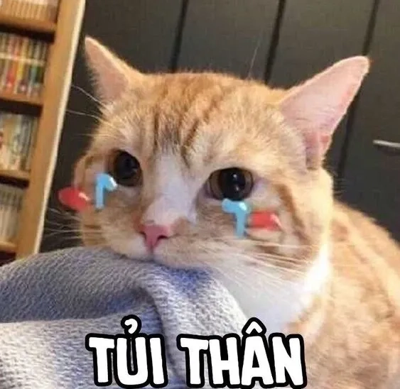 Cảm xúc dâng trào với con mèo khóc meme