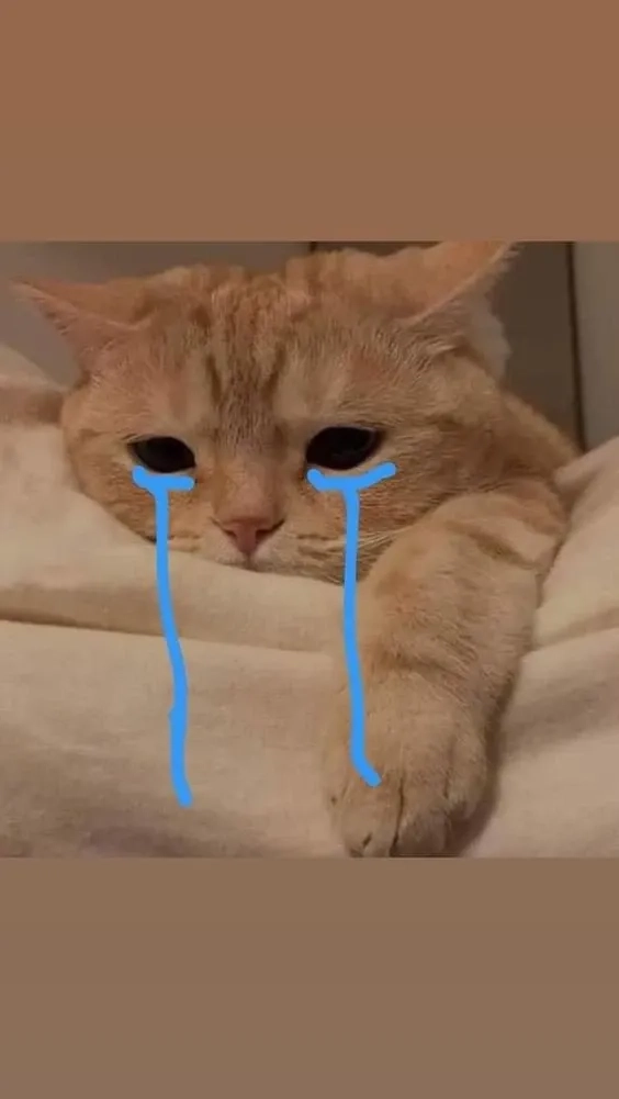 Dở khóc dở cười với meme mèo khóc bựa siêu lầy