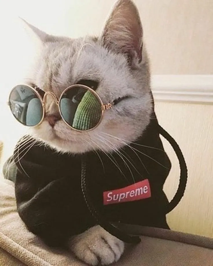 Sở hữu ngay avatar con mèo ngầu siêu chất