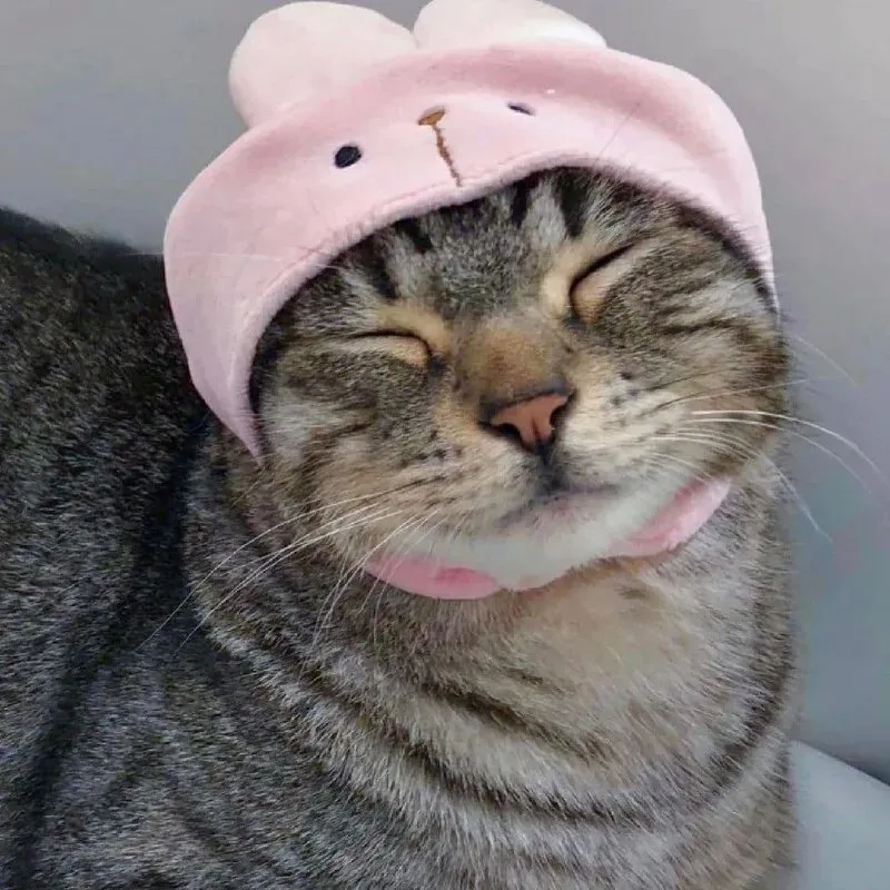 Tận hưởng bộ sưu tập dễ thương avatar cute mèo đáng yêu