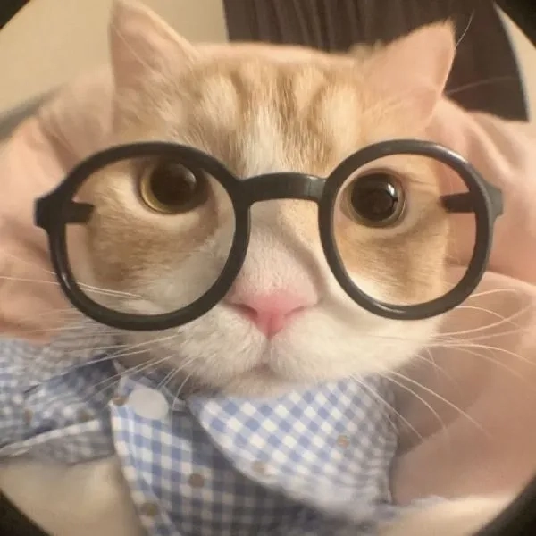 Chiêm ngưỡng mèo avatar vô tri dễ thương và độc đáo