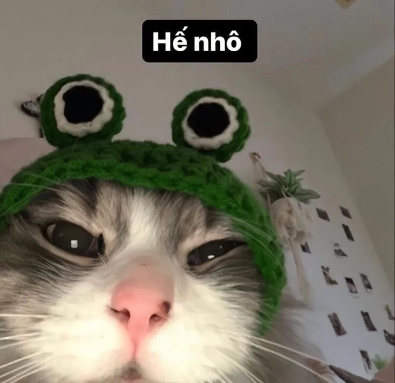 Khám phá vô tri avatar ảnh mèo cute đầy đáng yêu và ấn tượng
