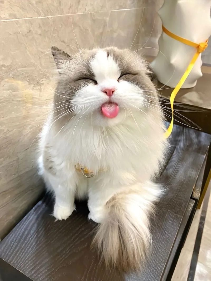 Bộ sưu tập dễ thương avatar mèo vô tri dành cho fan yêu mèo