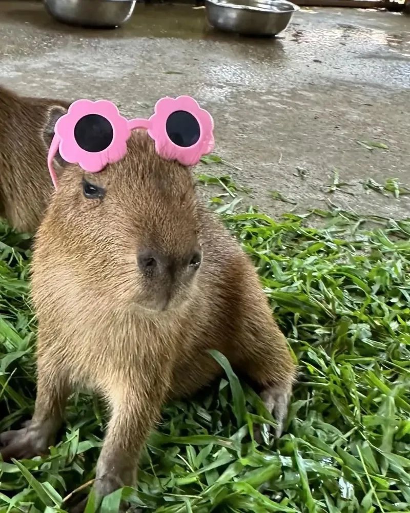 Cười lăn với capybara driving meme lái xe siêu bá đạo