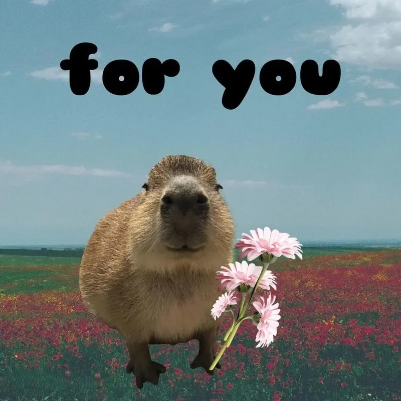 Xem ngay hình capybara meme với loạt biểu cảm cực hài