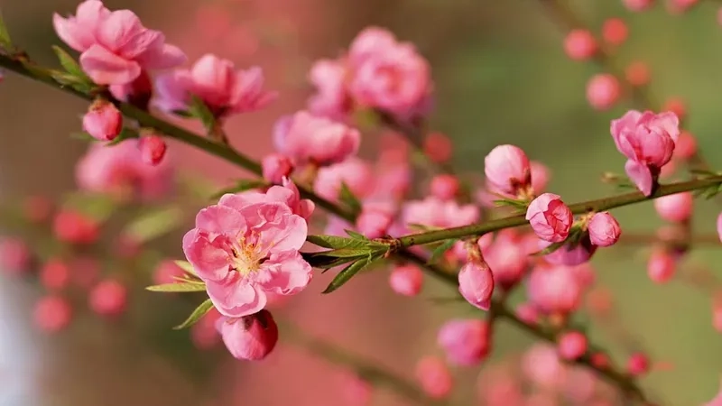 Sắc đào thắm mang hương xuân về qua hình ảnh hoa đào tết