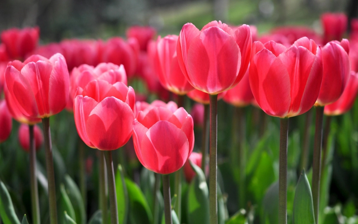 Đắm chìm trong thiên đường sắc màu với ảnh vườn hoa tulip