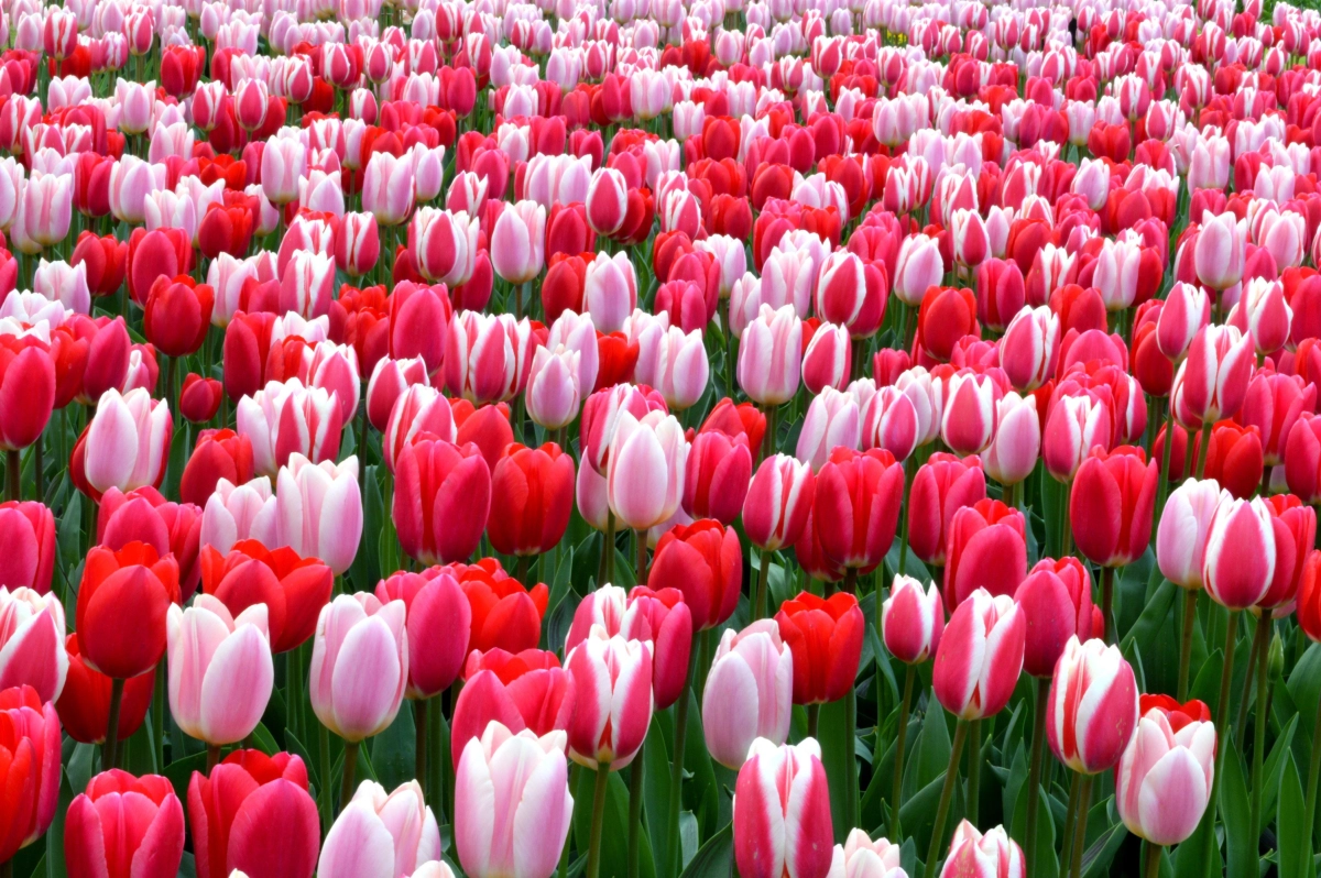Bộ sưu tập ảnh hoa tulip pinterest, nguồn cảm hứng nghệ thuật