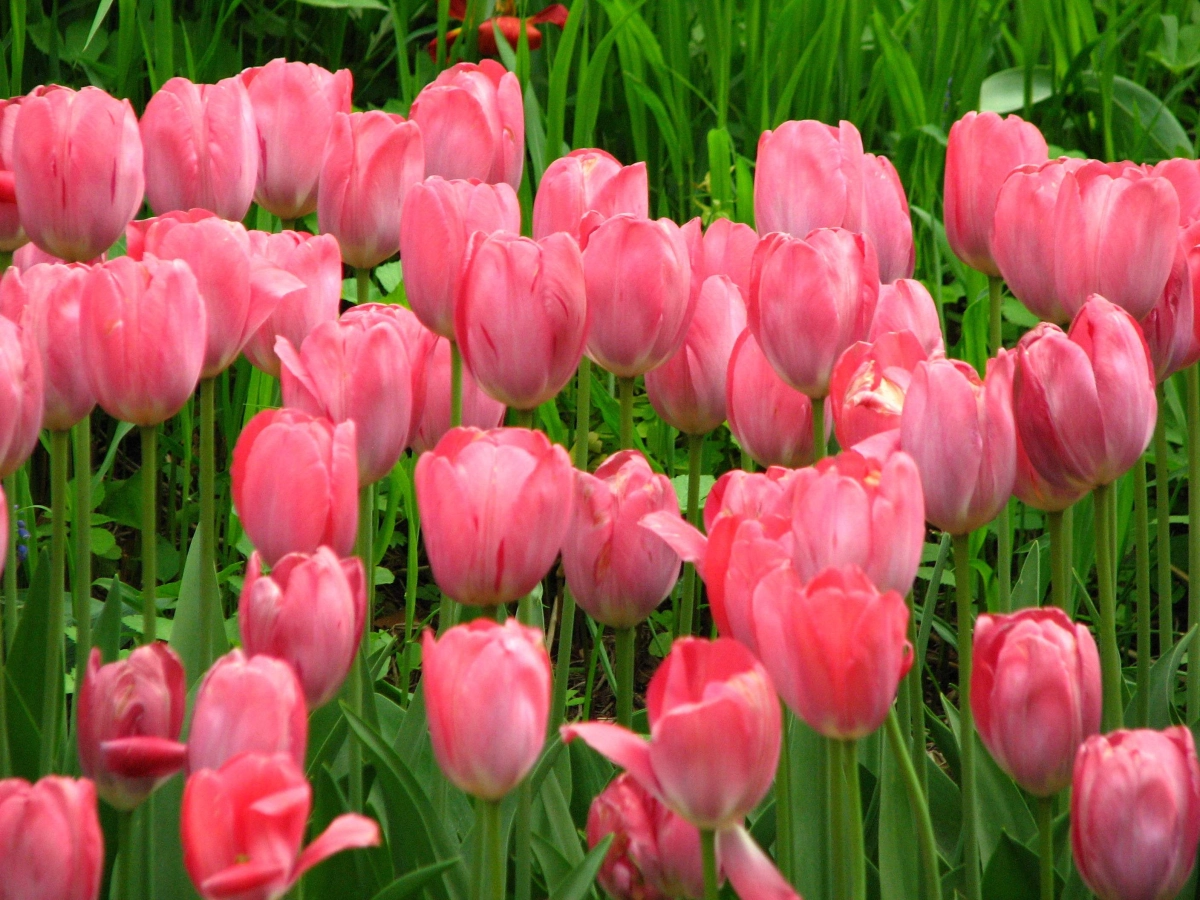 Tận hưởng không gian yên bình với hình ảnh hoa tulip chill, đầy thơ mộng