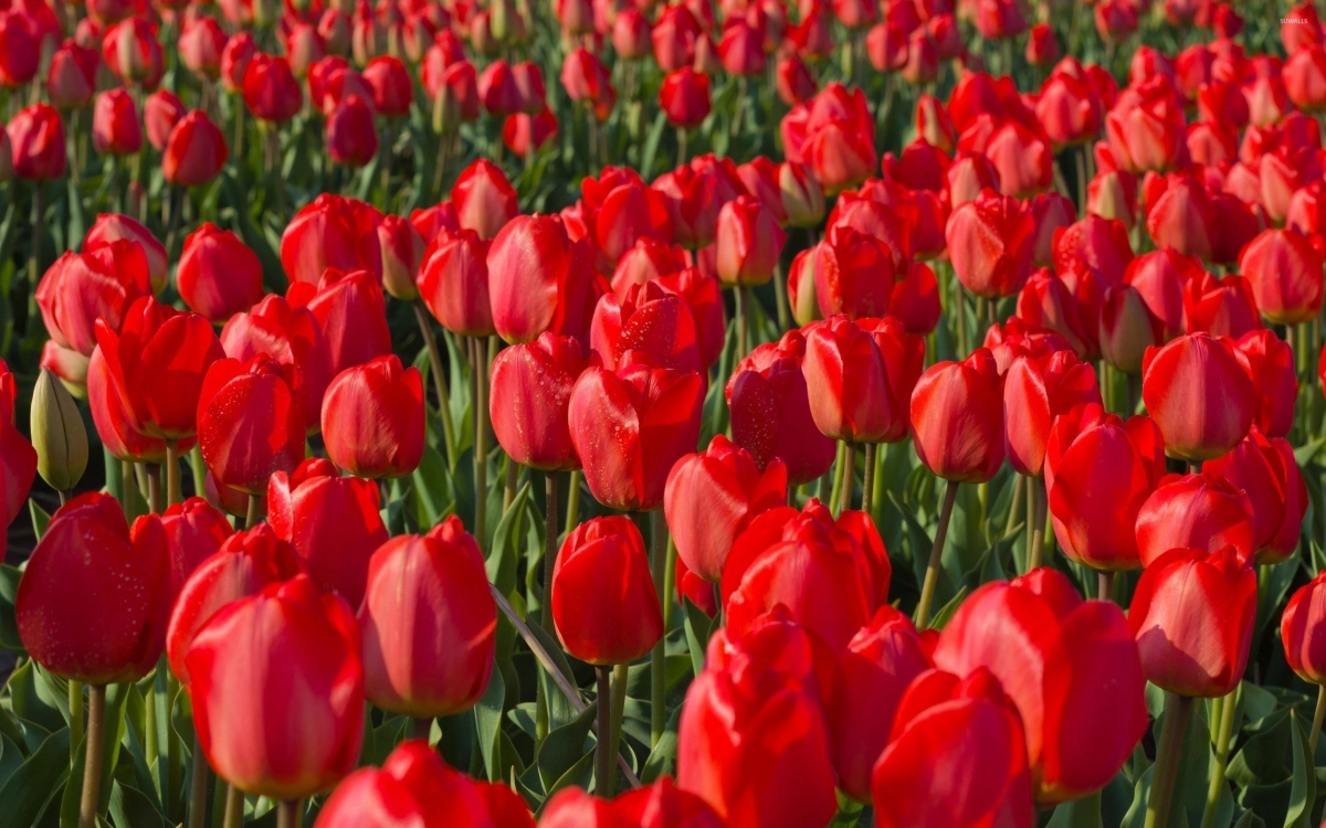 Tô điểm thiết bị với ảnh hoa tulip hình nền, tươi sáng và rực rỡ
