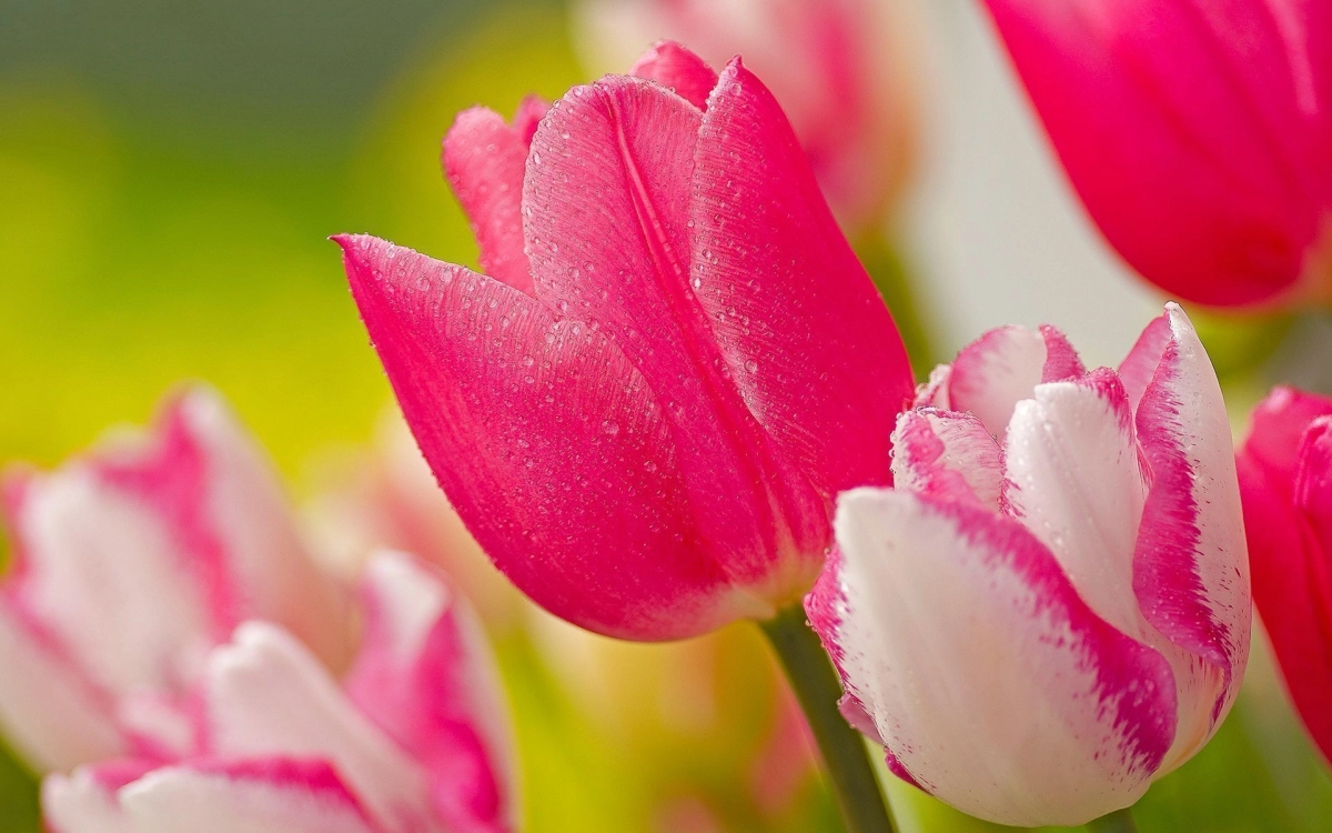 Khám phá vẻ đẹp nhẹ nhàng trong ảnh hoa tulip chill, thư thái và yên bình