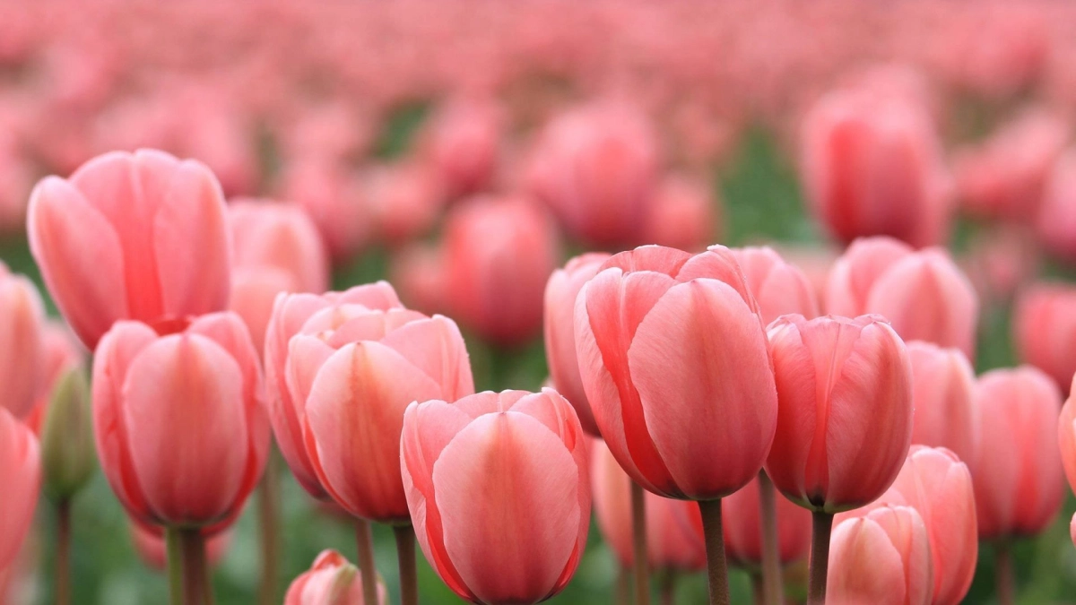 Sắc màu rực rỡ trong ảnh hoa tulip đẹp, đầy cuốn hút