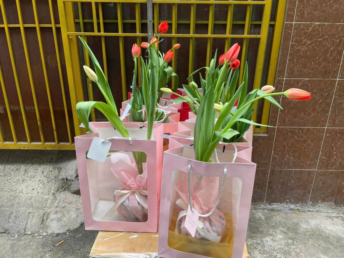 Sự tươi mới trong ảnh hoa tulip sáng, rạng rỡ và đầy sức sống