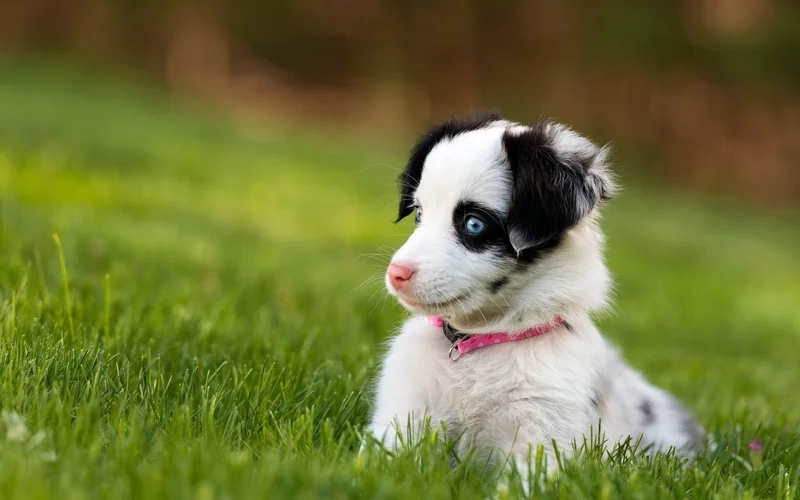 Thêm sự dễ thương cho trang cá nhân với avatar chó cute