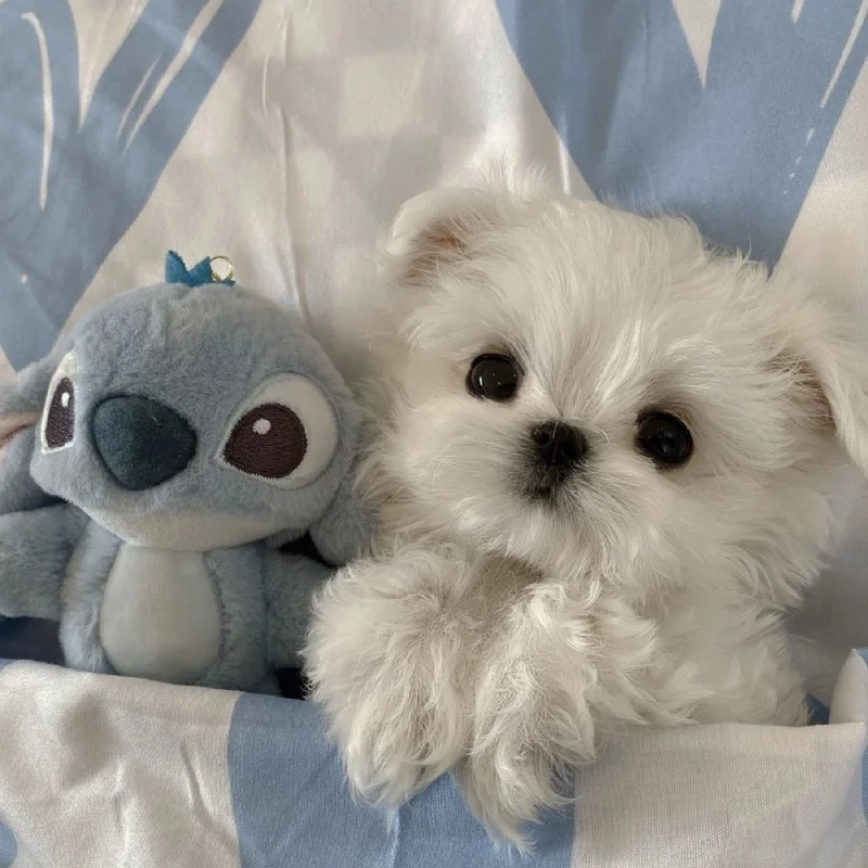 Cười thả ga với avatar chó hài mỗi ngày