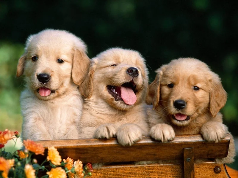 Hòa mình vào sự ngây ngô cùng avatar chó vô tri cute