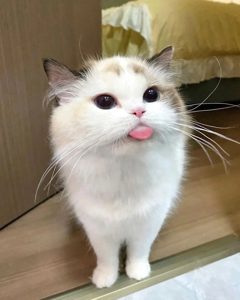 Ngắm vẻ dễ thương của dễ thương avatar mèo vô tri thật thú vị