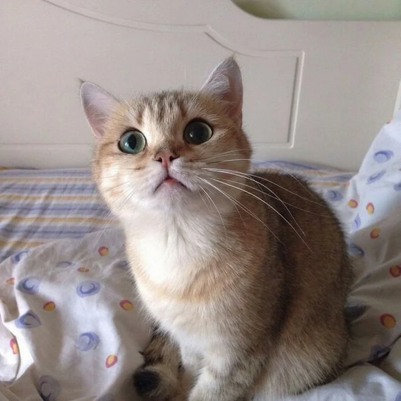 Khám phá sự đáng yêu của avatar dễ thương mèo trong vườn