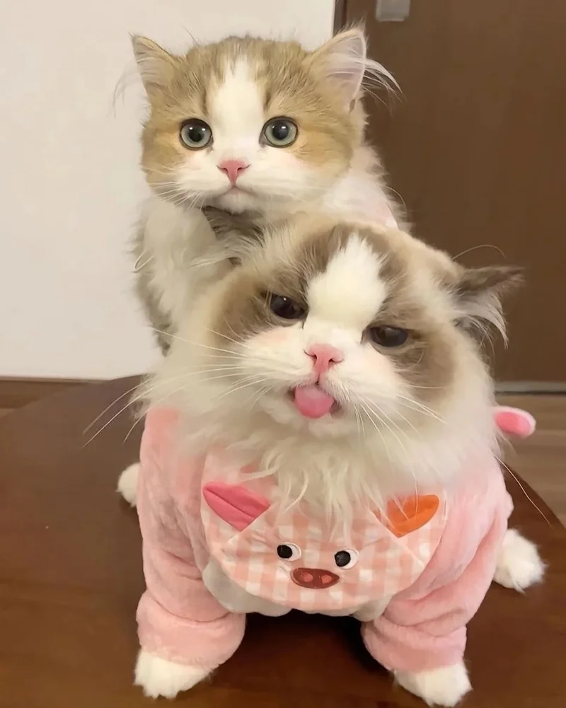 Trải nghiệm nét ngọt ngào cùng avatar hình mèo dễ thương