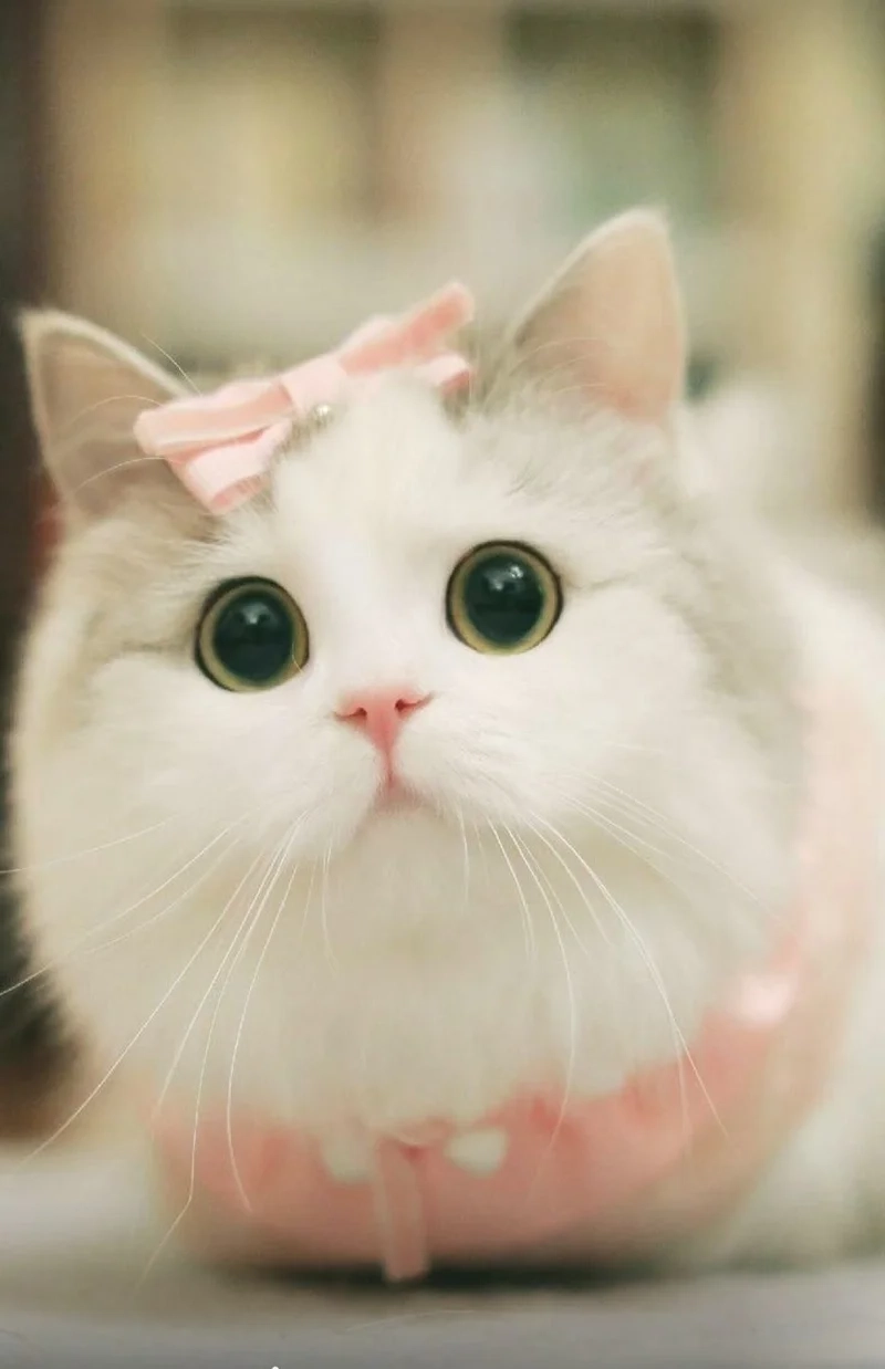 Biểu cảm hài hước và dễ thương với ảnh meme avatar vô tri mèo
