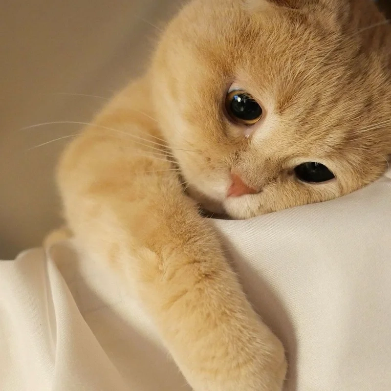 Thêm màu sắc vui nhộn với đáng yêu avatar ảnh mèo cute