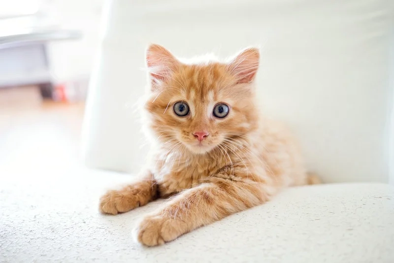 Nổi bật sự hài hước với avatar mèo vô tri cute