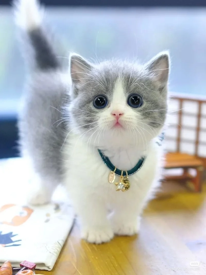 Tạo phong cách hài hước với vô tri avatar ảnh mèo cute