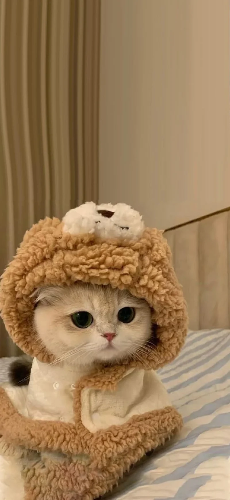 Tạo niềm vui trên mạng với ảnh avatar mèo meme