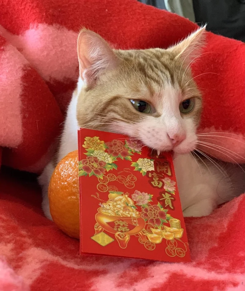 Dễ thương và vui nhộn với avatar tết mèo