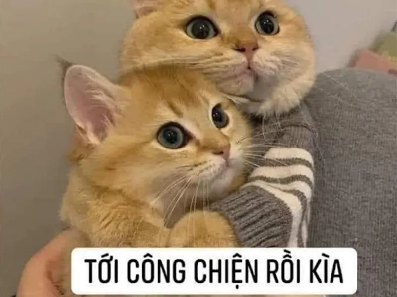 Cười thả ga với những meme về bạn bè hot nhất