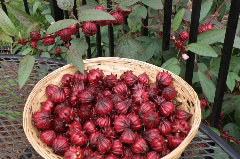 Vẻ đẹp khỏe khoắn qua ảnh hoa atiso