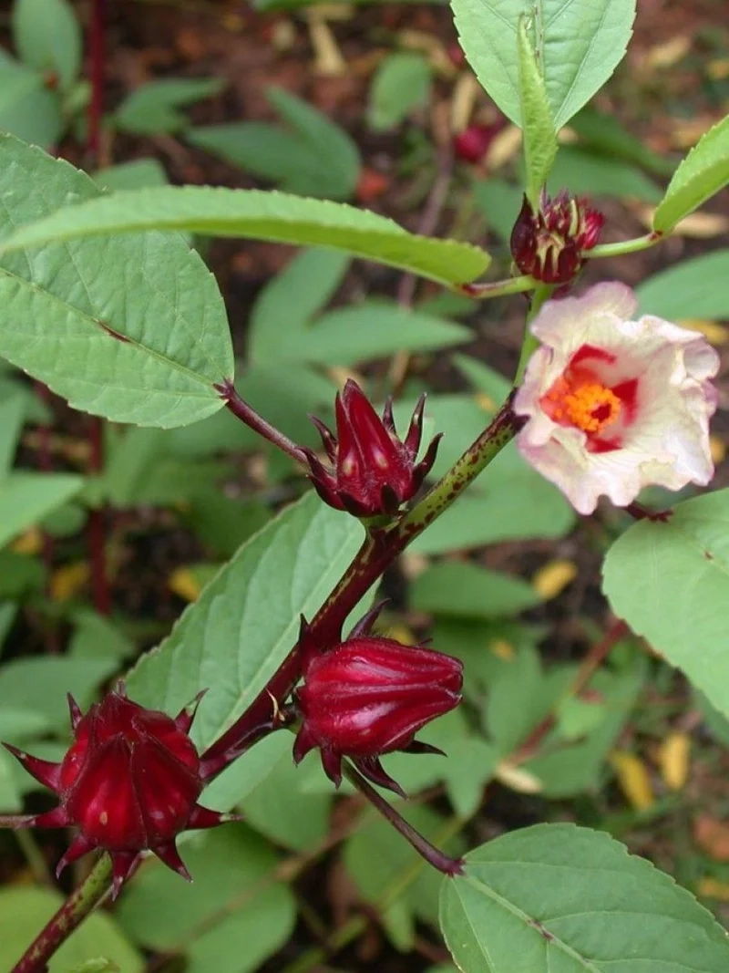 Bừng sáng sức sống từ hoa atiso đỏ tươi