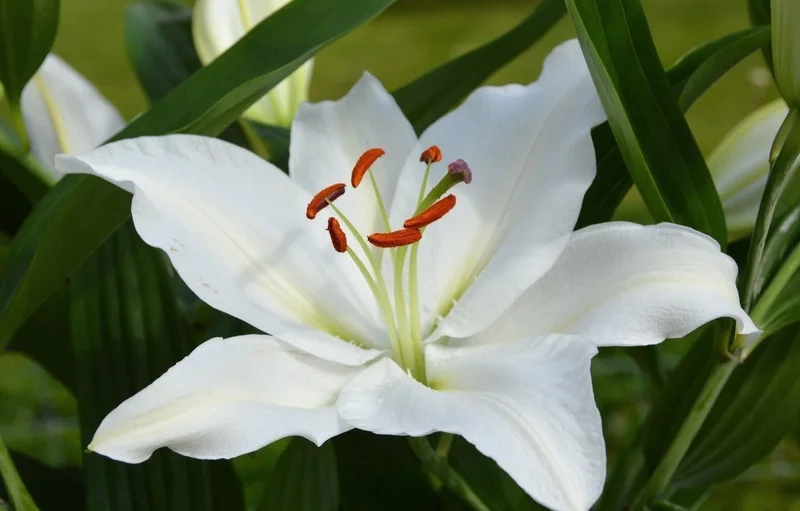 Ngắm ảnh hoa bách hợp tinh khôi mê hoặc