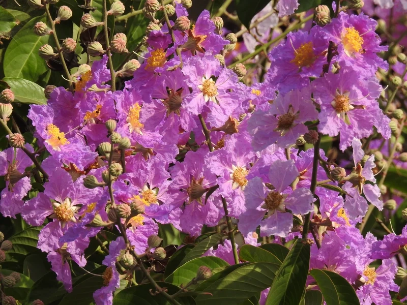 Khoảnh khắc tuyệt đẹp bên hoa là ảnh hoa bằng lăng đẹp