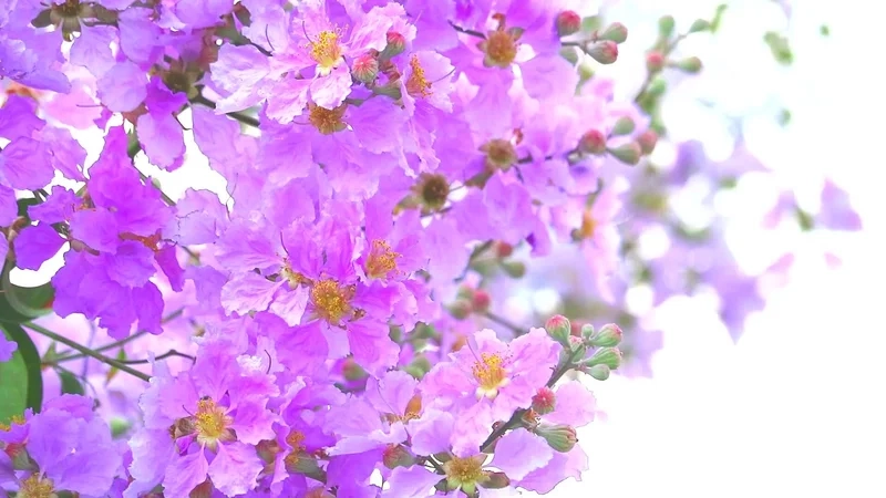 Mùa hè rực rỡ với sắc tím là ảnh hoa bằng lăng