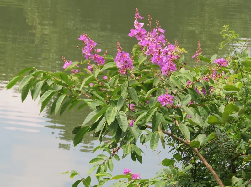 Thư giãn bên khung trời tím là ảnh hoa bằng lăng tím