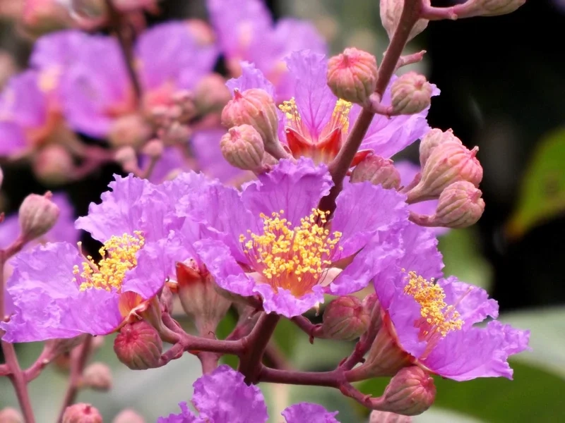 Ý nghĩa hoa bằng lăng